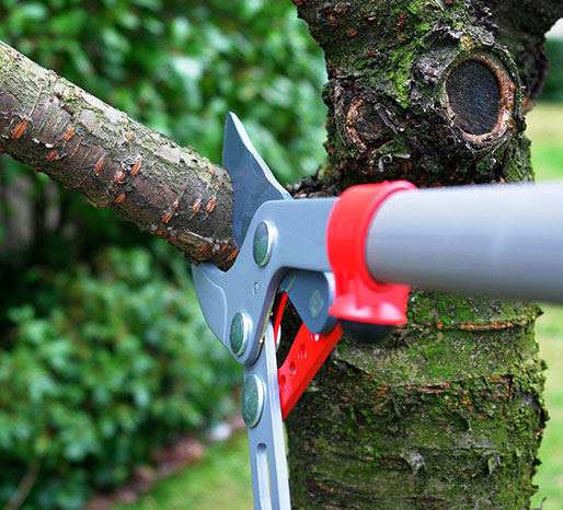 tree pruning St Ives