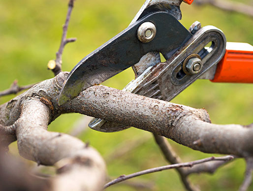 tree pruning Service St Ives