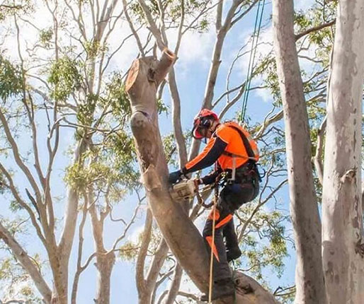 tree lopping service Dural