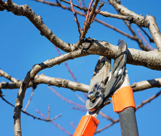 tree pruning service Wetherill Park