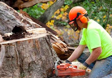 Tree Removal services in Baulkham Hills