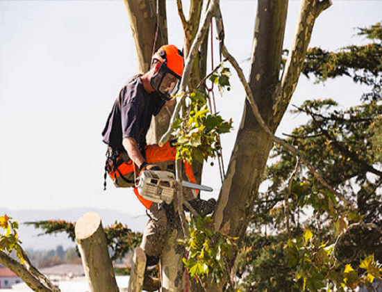 Tree Removal Liverpool