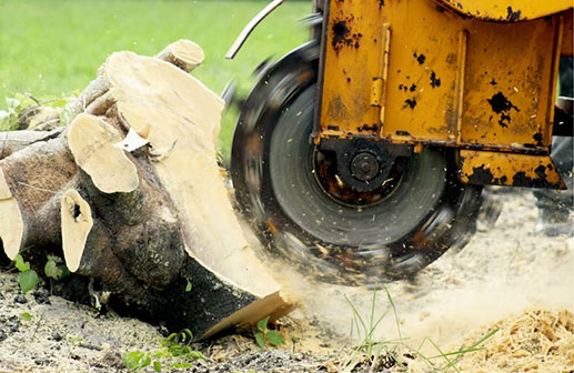 Tree Removal in Baulkham Hills
